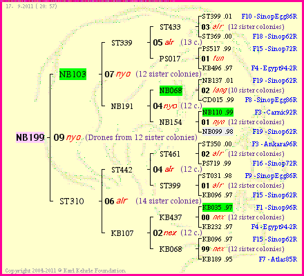 Pedigree of NB199 :
four generations presented