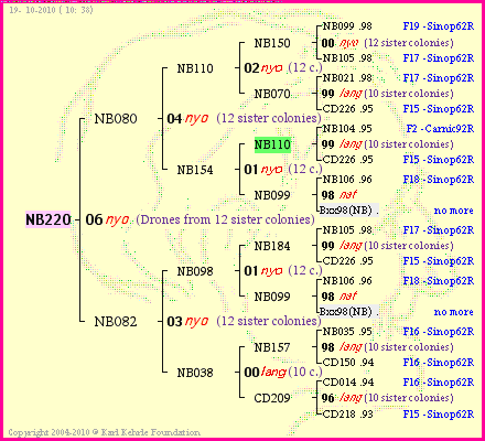 Pedigree of NB220 :
four generations presented