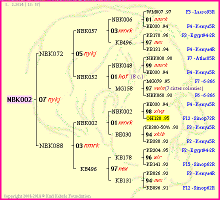 Pedigree of NBK002 :
four generations presented