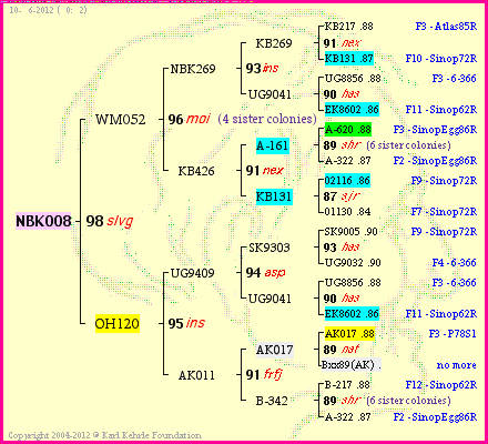 Pedigree of NBK008 :
four generations presented