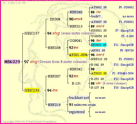 Pedigree of NBK029 :
four generations presented