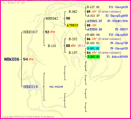 Pedigree of NBK036 :
four generations presented