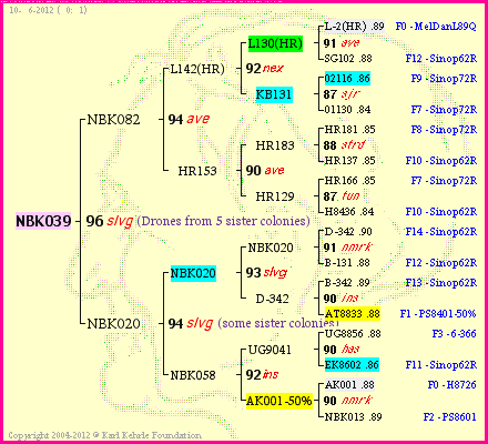 Pedigree of NBK039 :
four generations presented