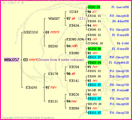 Pedigree of NBK057 :
four generations presented