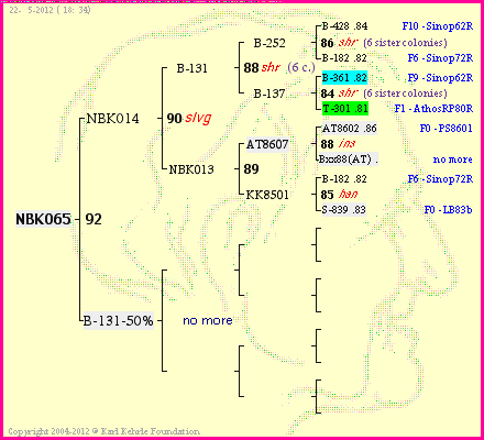 Pedigree of NBK065 :
four generations presented