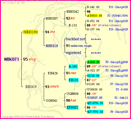 Pedigree of NBK071 :
four generations presented