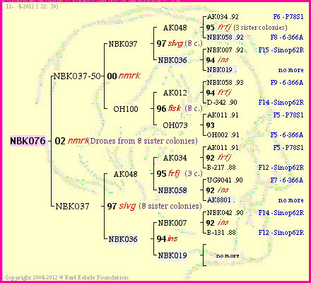 Pedigree of NBK076 :
four generations presented