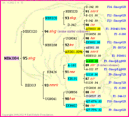 Pedigree of NBK084 :
four generations presented