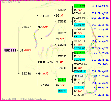 Pedigree of NBK111 :
four generations presented