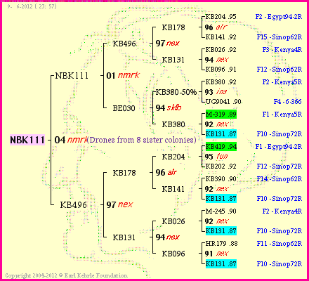 Pedigree of NBK111 :
four generations presented