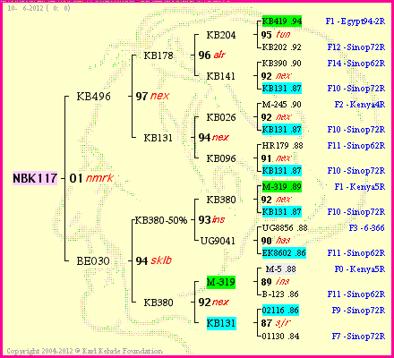 Pedigree of NBK117 :
four generations presented