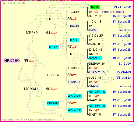 Pedigree of NBK269 :
four generations presented