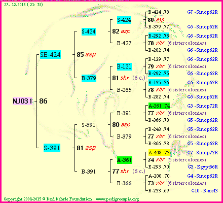 Pedigree of NJ031 :
four generations presented