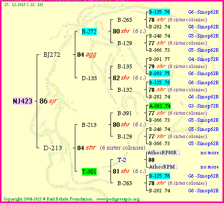 Pedigree of NJ423 :
four generations presented