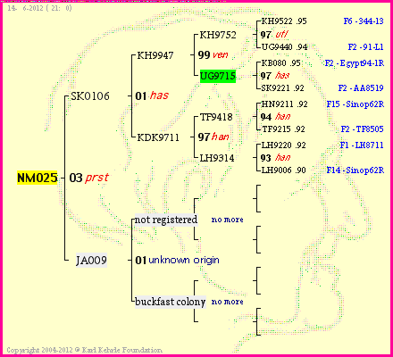 Pedigree of NM025 :
four generations presented