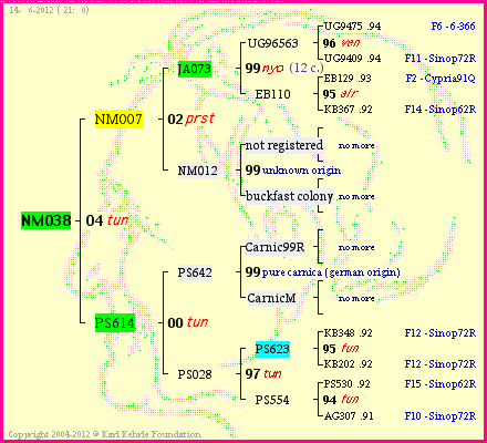 Pedigree of NM038 :
four generations presented