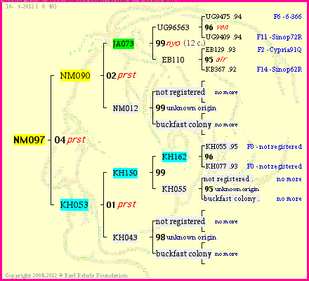 Pedigree of NM097 :
four generations presented