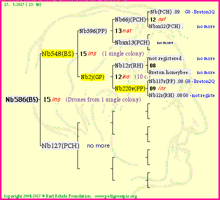 Pedigree of Nb586(BS) :
four generations presented