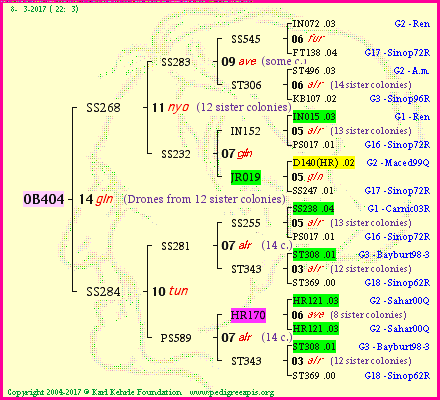 Pedigree of OB404 :
four generations presented