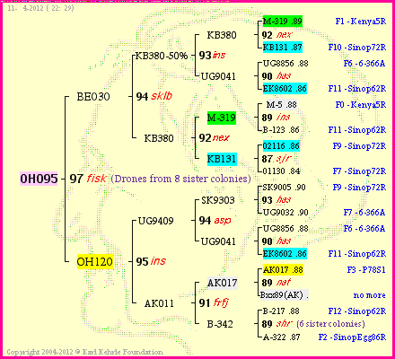 Pedigree of OH095 :
four generations presented