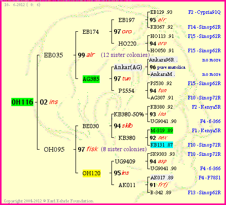 Pedigree of OH116 :
four generations presented