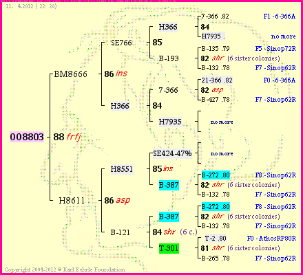 Pedigree of OO8803 :
four generations presented