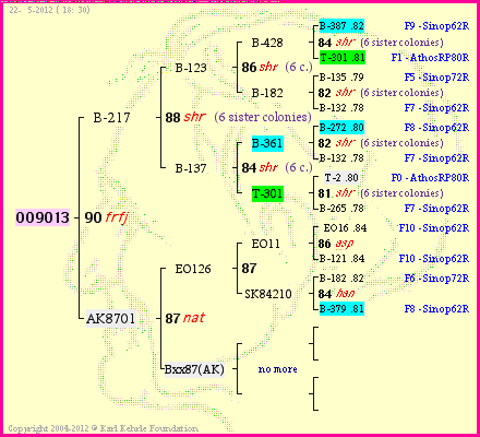 Pedigree of OO9013 :
four generations presented