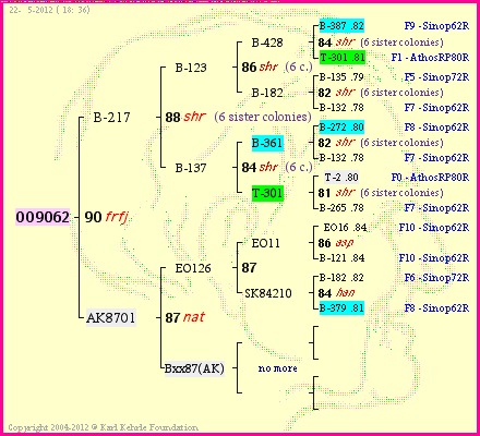 Pedigree of OO9062 :
four generations presented