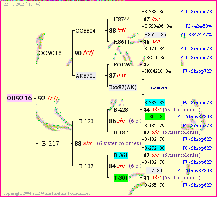 Pedigree of OO9216 :
four generations presented