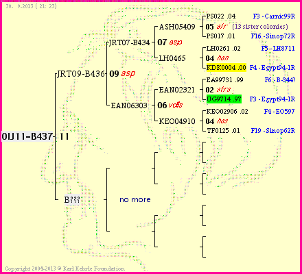 Pedigree of OlJ11-B437 :
four generations presented