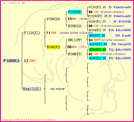 Pedigree of P1(HHU) :
four generations presented