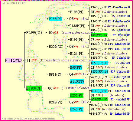 Pedigree of P11(JYL) :
four generations presented