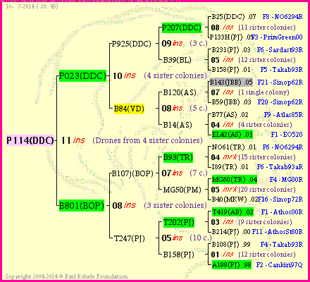 Pedigree of P114(DDC) :
four generations presented