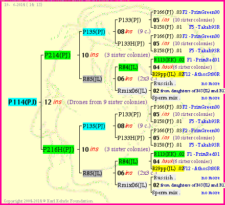 Pedigree of P114(PJ) :
four generations presented