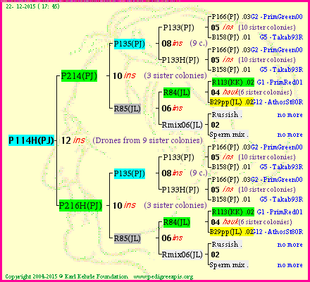 Pedigree of P114H(PJ) :
four generations presented