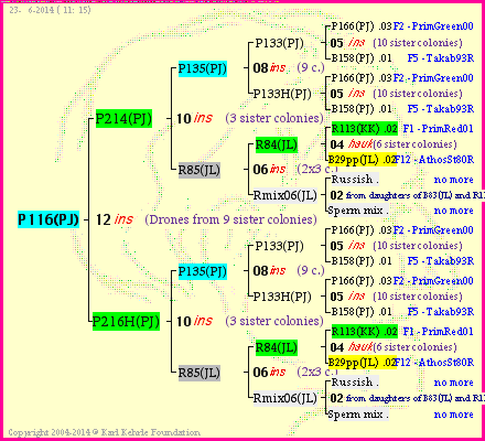 Pedigree of P116(PJ) :
four generations presented