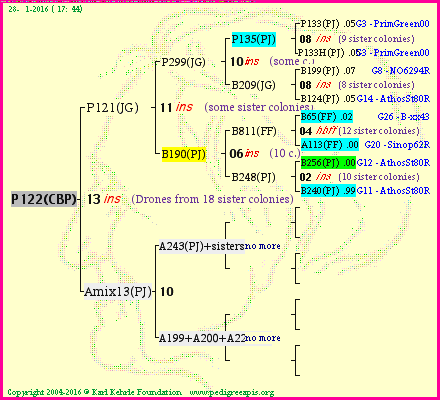 Pedigree of P122(CBP) :
four generations presented