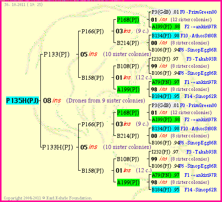 Pedigree of P135H(PJ) :
four generations presented