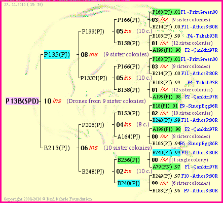 Pedigree of P13B(SPD) :
four generations presented