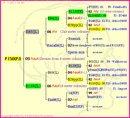 Pedigree of P150(PJ) :
four generations presented