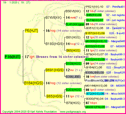 Pedigree of P16(HJT) :
four generations presented<br />it's temporarily unavailable, sorry!