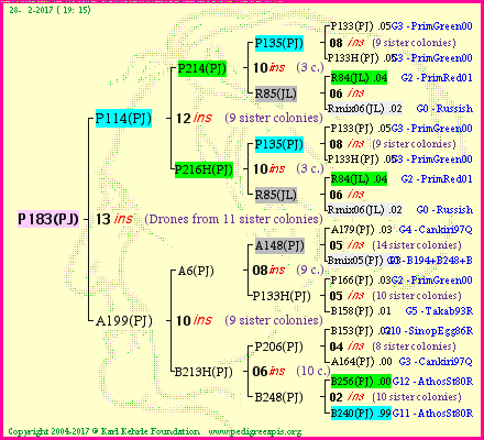 Pedigree of P183(PJ) :
four generations presented