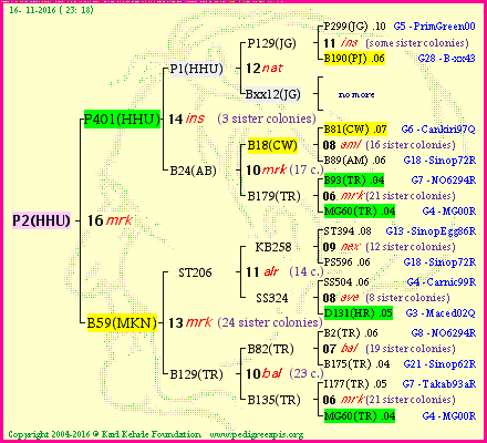 Pedigree of P2(HHU) :
four generations presented
