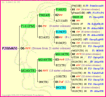 Pedigree of P20(MKV) :
four generations presented