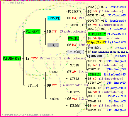 Pedigree of P20(MKV) :
four generations presented