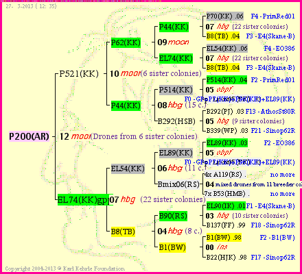 Pedigree of P200(AR) :
four generations presented