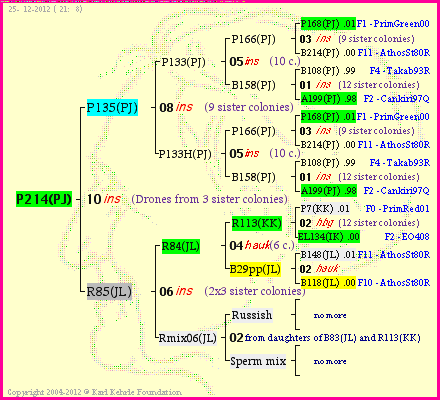 Pedigree of P214(PJ) :
four generations presented