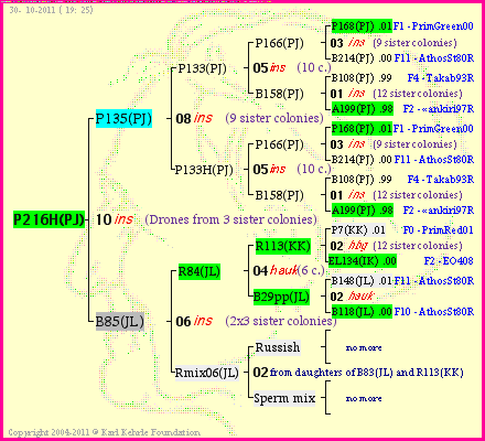 Pedigree of P216H(PJ) :
four generations presented