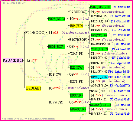 Pedigree of P237(DDC) :
four generations presented