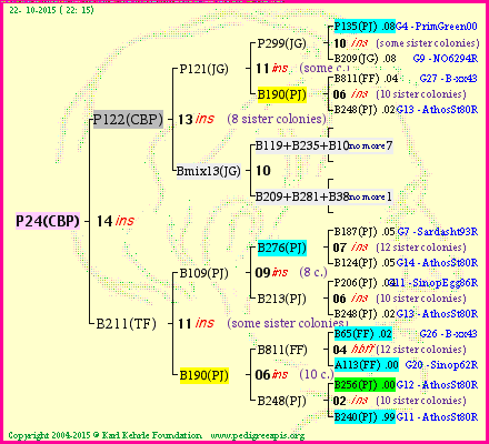 Pedigree of P24(CBP) :
four generations presented